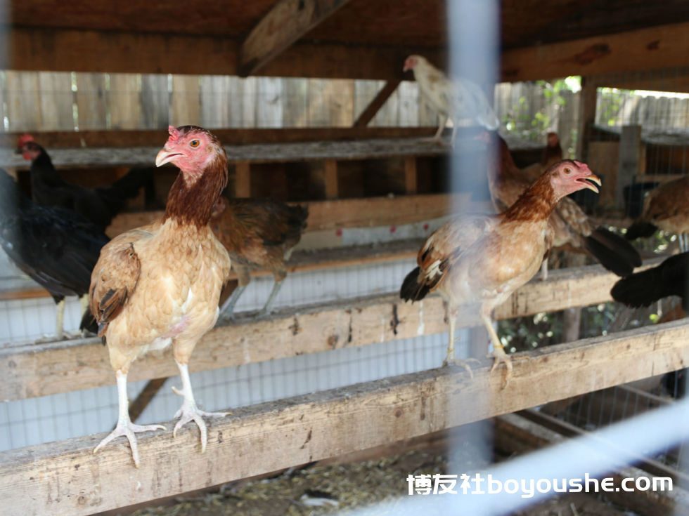 SPCA seizes 160 birds in alleged Balch Springs cockfighting operation - CultureMap Dallas