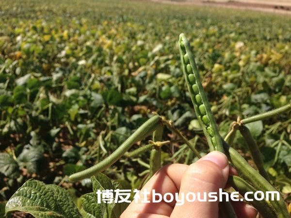 实皆省今年冬作物中黑麦豆与绿豆共种植了20多万英亩