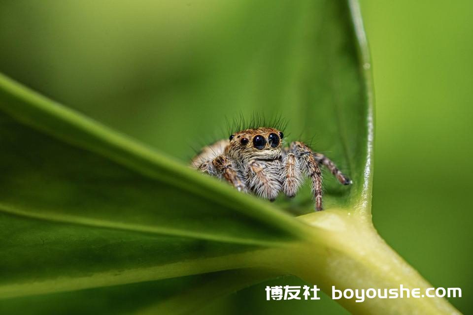 在意大利普拉托的 Acquerino Cantagallo 自然保护区捕获的一种 Carrhotus xanthogramma，或一种跳蛛。 这些照片是 2021 年国际获奖者之一。 照片：Andrea Fabiani/维基共享资源